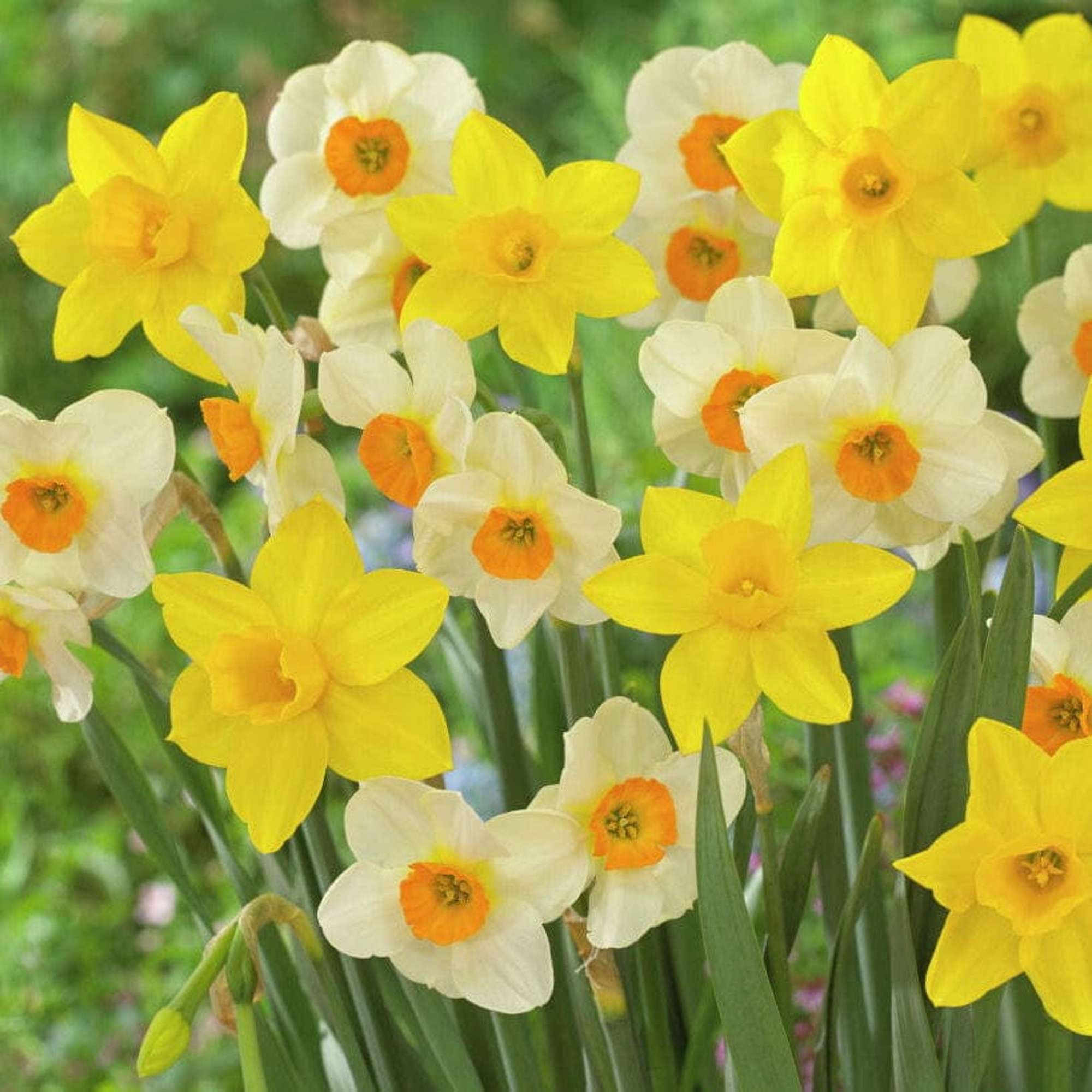 'Sweet Flower' narcissmix